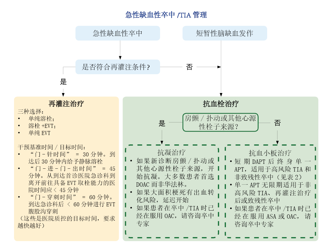 缺血性卒中与短暂性脑缺血发作(TIA)诊断与急性管理(2026)